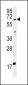 MKRN3 Antibody (Center)